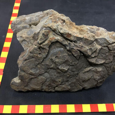 Fossils in Limestone