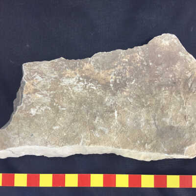 Shale with fractured trilobite