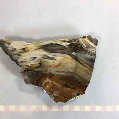 Petrified Wood