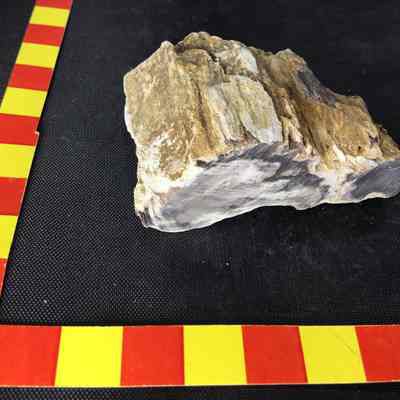 Fossilized Wood