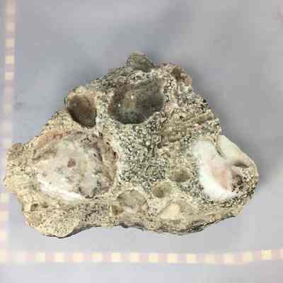 Opalized Volcanic Ash
