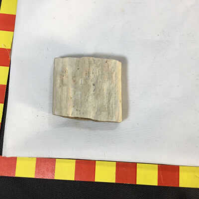Petrified oak wood