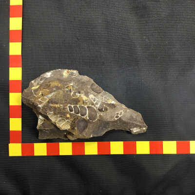 Turitella Fossil