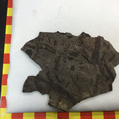 Fossil Bog Reeds