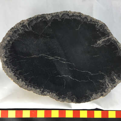 Palmwood Petrified Wood