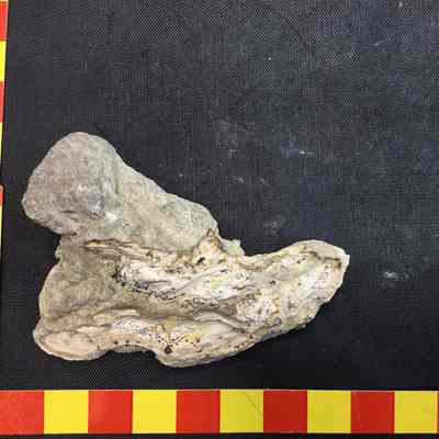 Fossil Bark