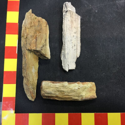 Beach Fossil Wood