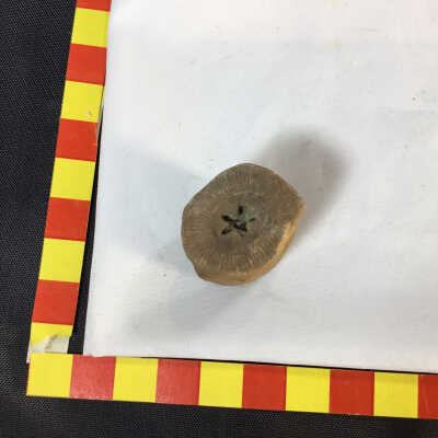 Crinoid Stem fossil