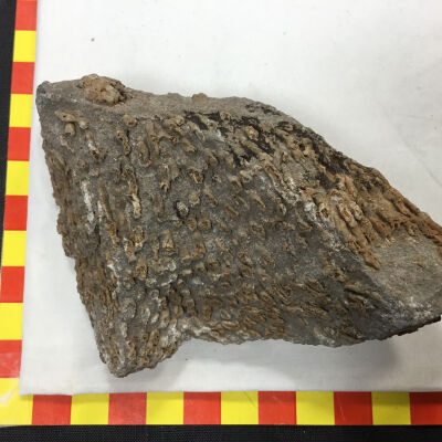 Syringapora Coral Fossil