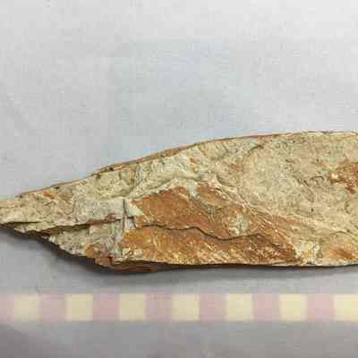 Fossil Grass