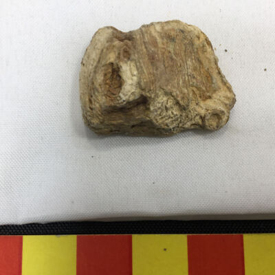Bark fragment