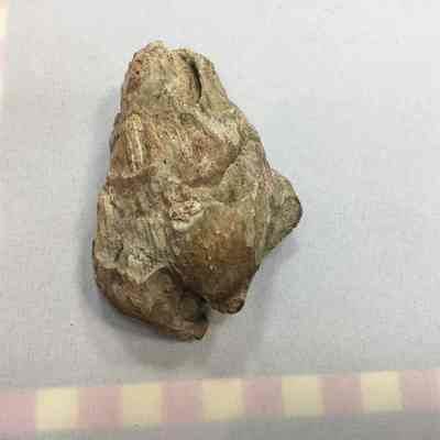 Fossil Pinecone