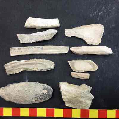 Fossil Wood (10 pcs)
