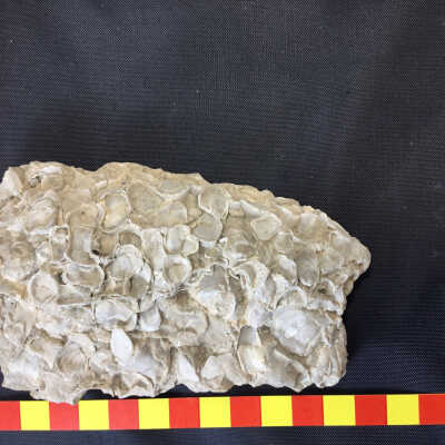 Fragmented Fossil Coquina Shells Limestone