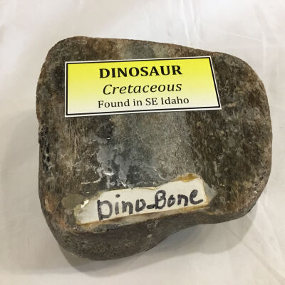 Dinosaur Bone