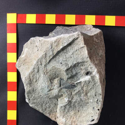 Fossiliferus Sandstone "Muchrosph" Brachlopods Mucrospirifer