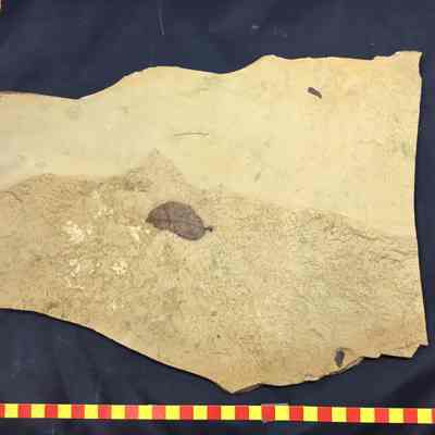 Fossil Leaves