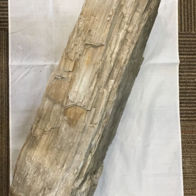 Opalized Wood