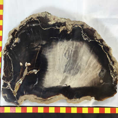 Petrified Wood