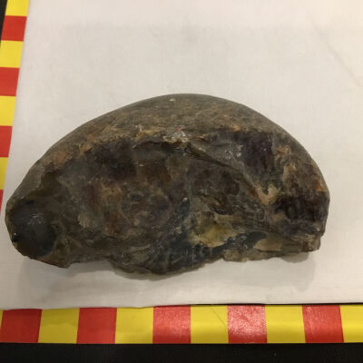 Dinosaur Coprolite