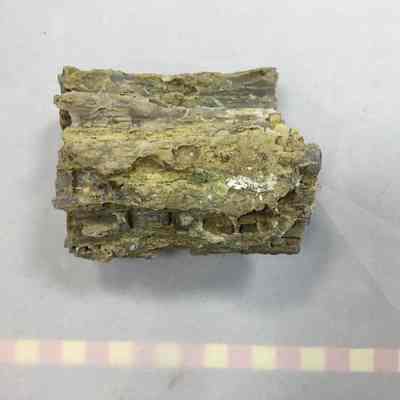 Petrified Wood