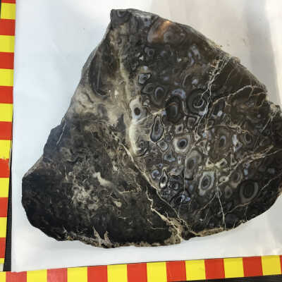 Fossilized Fern