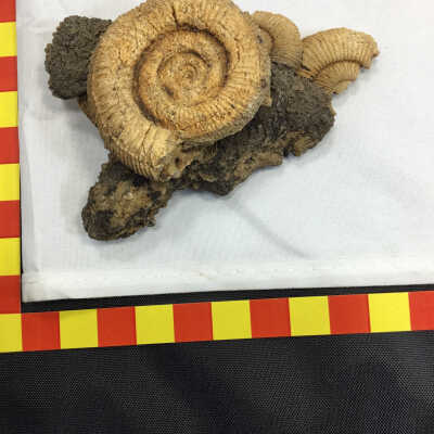 Cephalapods-Stephanoceras Fossil Ammonites