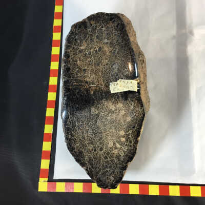 Petrified Wood, Tempskya