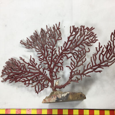 Ice Age Coral