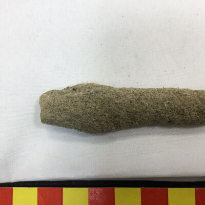 Limb cast fossil