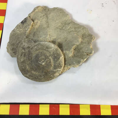 Fossil Gastropod Fossil in Volcanic Ash