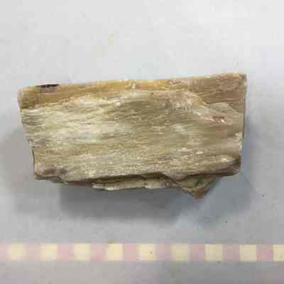 Petrified wood