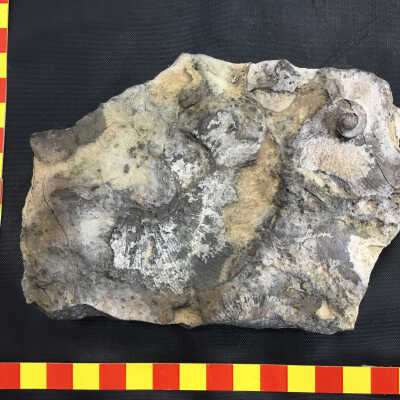 Ammonite Fossils