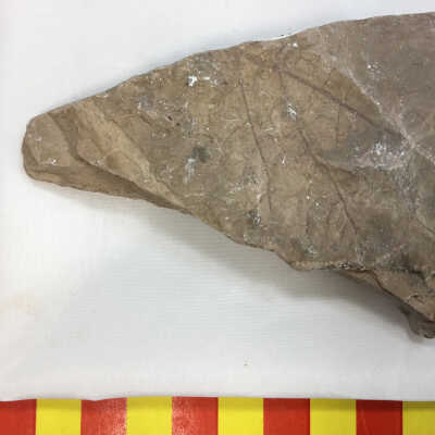 Fossil Leaf