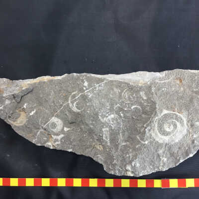Gastropods