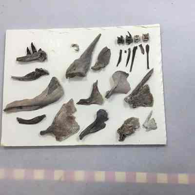 Idaho Fish Bones