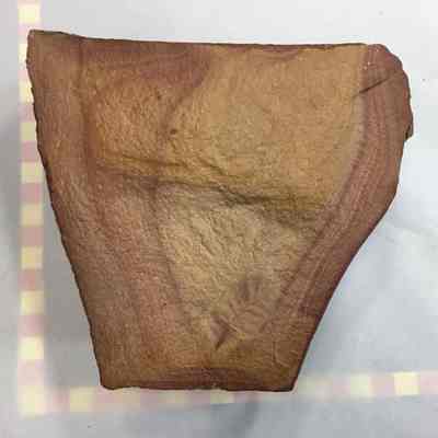 Silicified siltstone