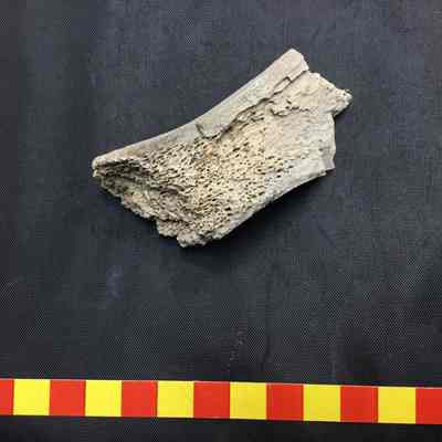 Fossilized Camel bone