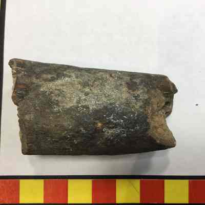 Ox Fossil Bone