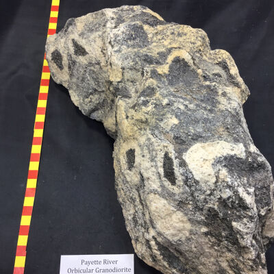 Orbicular Granodiorite