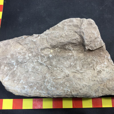 Fossil Limb Cast