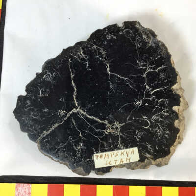Fossilized Wood