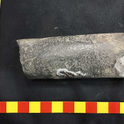 Baculite Cephapods