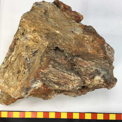 Petrified Wood