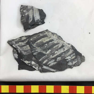 Pennsylvanian Plant Fragments