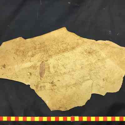 Fossil Foliage