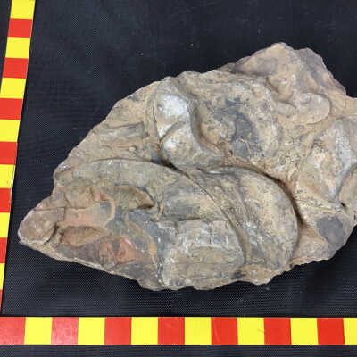 Ammonite Meekoceras