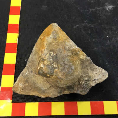 Fossil Brachipod in Limestone