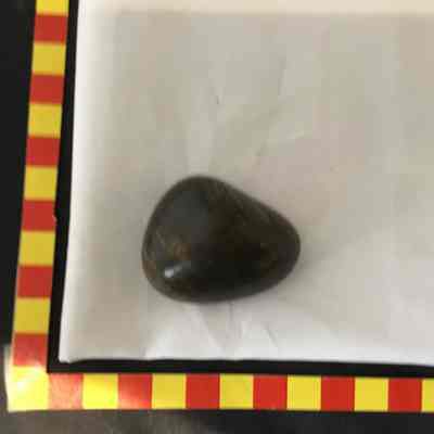 Black Petrified Wood