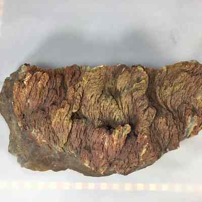 Plume Agate